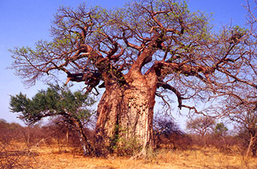 baoboa tree Tanzania